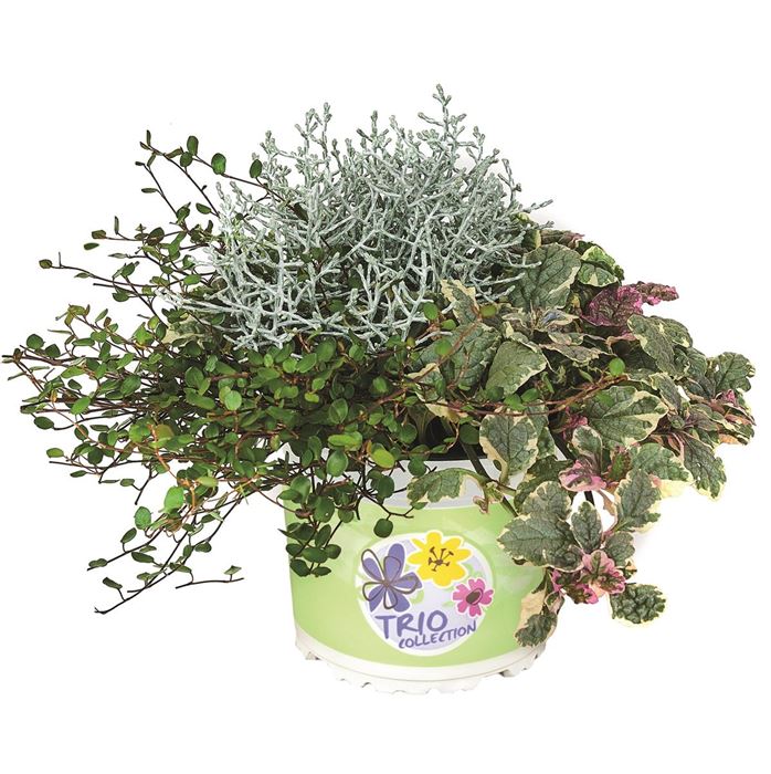 Herbst-Kollektion Trio Autumn Checkies® 'Evening Glitter'