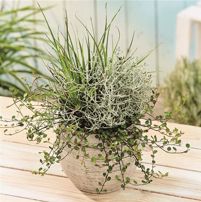 Herbst-Kollektion Trio Autumn Checkies® 'Prairie Silver'