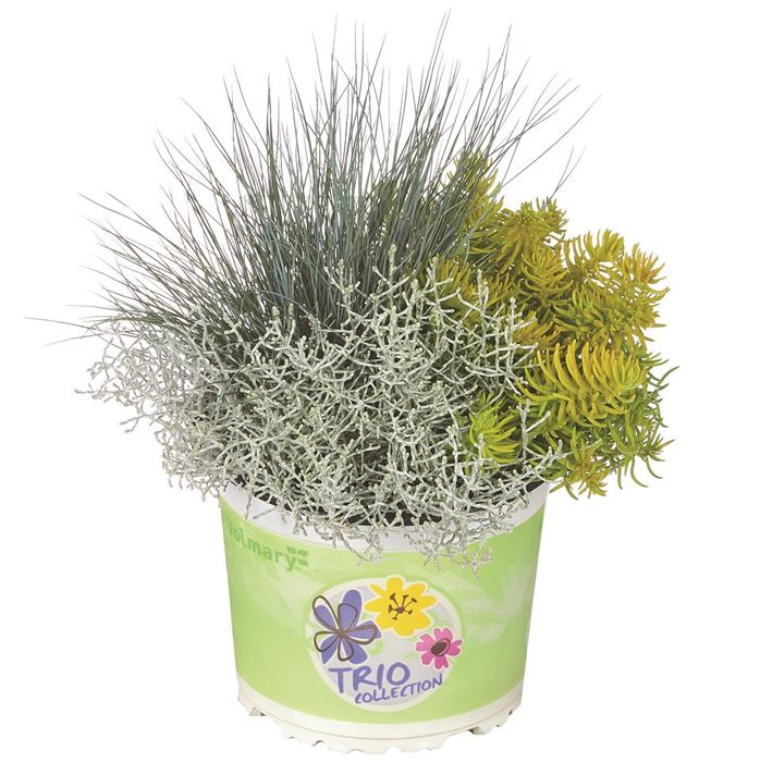 Herbst-Kollektion Trio Autumn Checkies® 'Silver Fun'