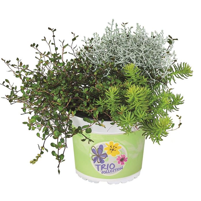 Herbst-Kollektion Trio Autumn Checkies® 'Yellow Joy'