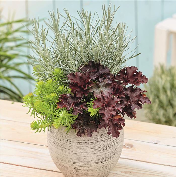 Trio Collection Autumn - Autumn Checkies® Yellow & Silver