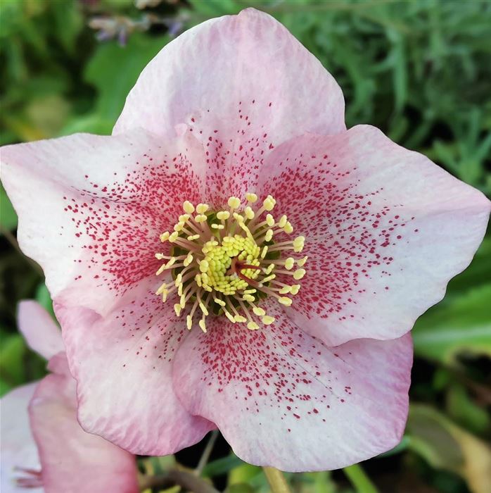 Schneerose Snow Rose 'Pink Sky'