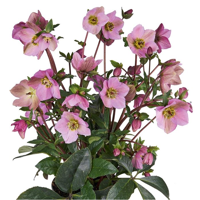 Schneerose Snow 'Rose Sweet Sensation'