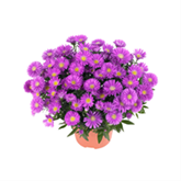 Glattblatt-Aster 'Magic Pink'