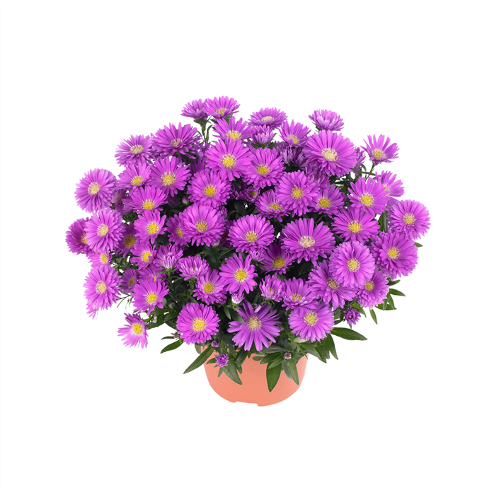 Glattblatt-Aster 'Magic Pink'