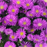 Glattblatt-Aster 'Magic Pink'