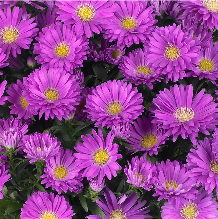 Glattblatt-Aster 'Magic Pink'