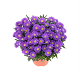 Glattblatt-Aster 'Magic Purple'
