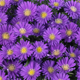 Glattblatt-Aster 'Magic Purple'