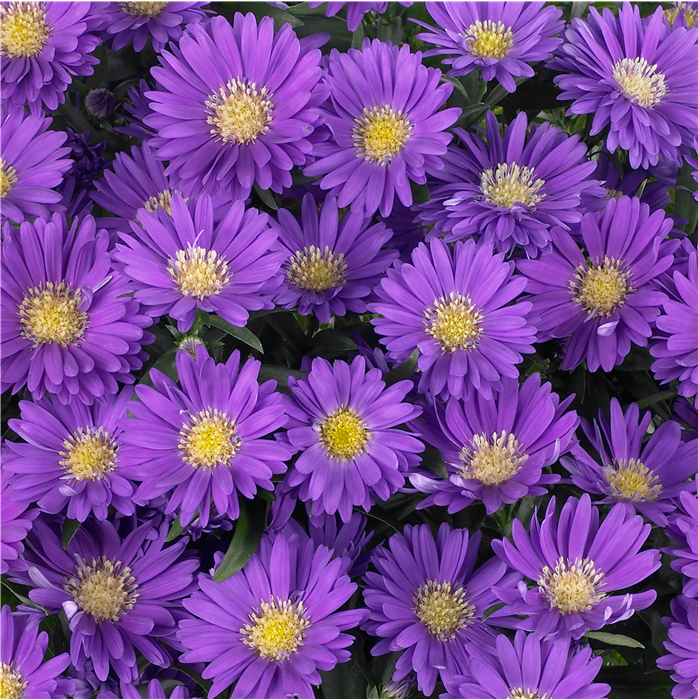 Glattblatt-Aster 'Magic Purple'