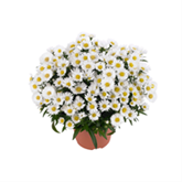 Glattblatt-Aster 'Magic White'