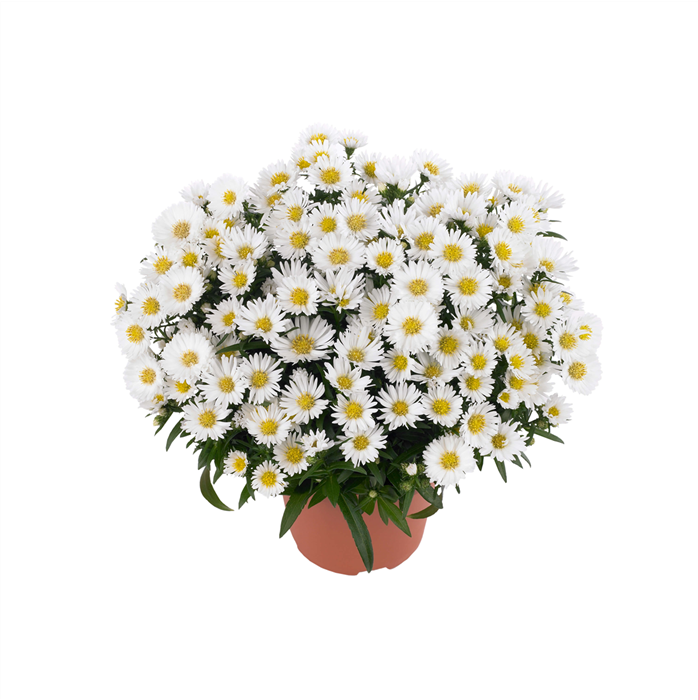 Glattblatt-Aster 'Magic White'