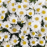 Glattblatt-Aster 'Magic White'