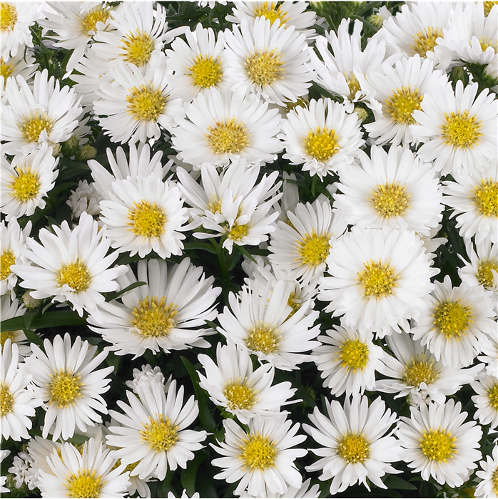 Glattblatt-Aster 'Magic White'