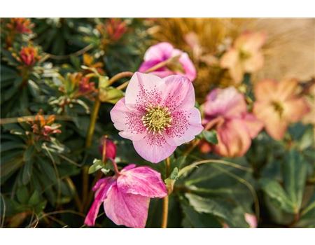 Christrose, Schneerose, Lenzrose. Was ist der Unterschied?