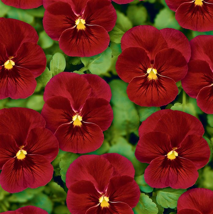 Mini-Winterveilchen 'Ice Babies® Scarlet' F1