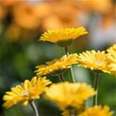 Gerbera 'Garvinea® Sweet Smile'