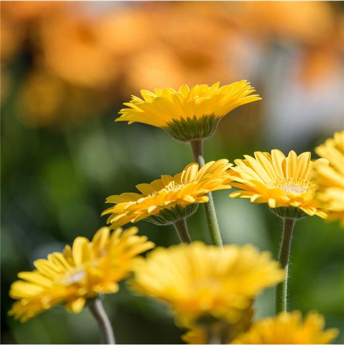 Gerbera 'Garvinea® Sweet Smile'