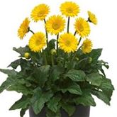 Gerbera 'Garvinea® Sweet Smile'