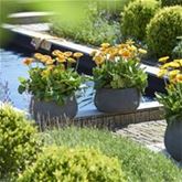 Gerbera 'Garvinea® Sweet Smile'