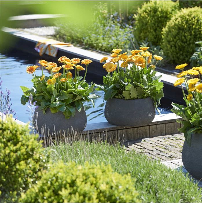 Gerbera 'Garvinea® Sweet Smile'