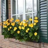 Gerbera 'Garvinea® Sweet Smile'