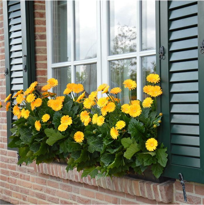 Gerbera 'Garvinea® Sweet Smile'