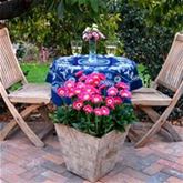 Gerbera 'Garvinea® Sweet Spice'