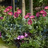 Gerbera 'Garvinea® Sweet Spice'