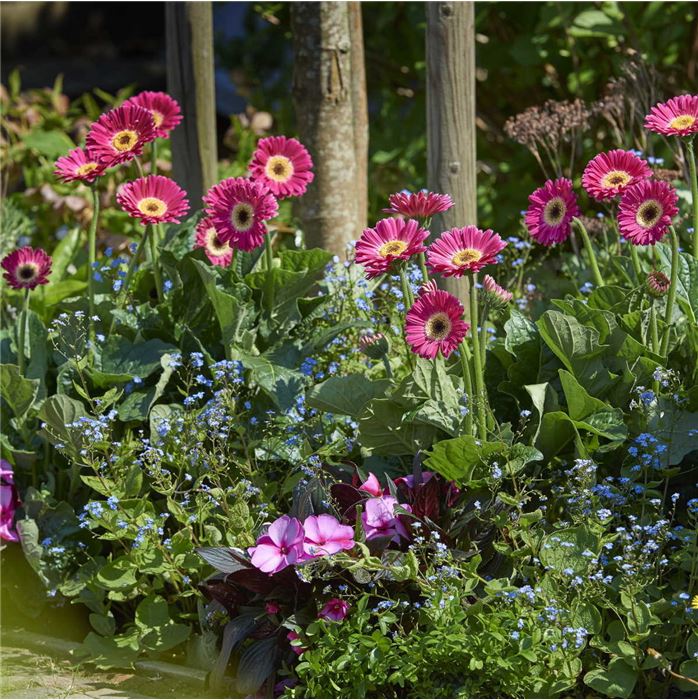 Gerbera 'Garvinea® Sweet Spice'