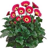 Gerbera 'Garvinea® Sweet Spice'