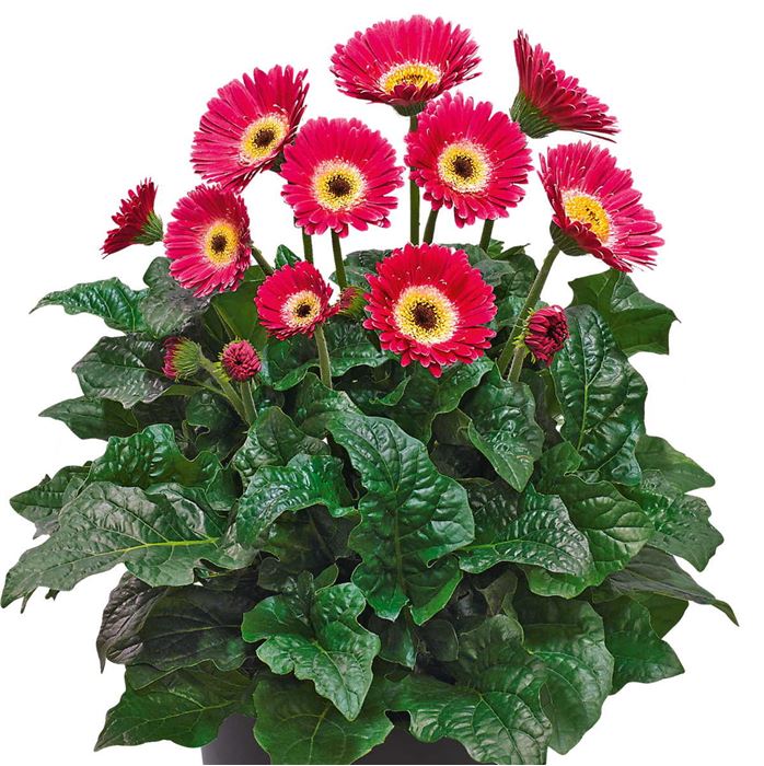 Gerbera 'Garvinea® Sweet Spice'