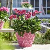 Gerbera 'Garvinea® Sweet Spice'