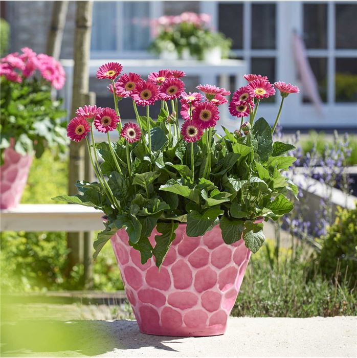 Gerbera 'Garvinea® Sweet Spice'