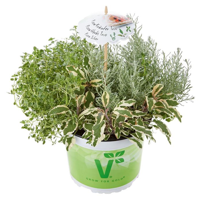 Kräuter-Trio Pizza Silver