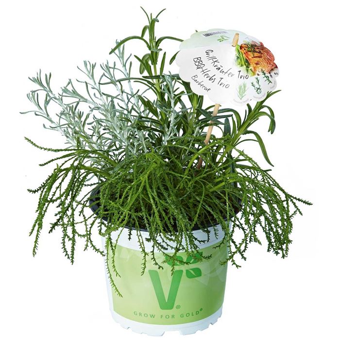 Kräuter-Trio 'Mix a Herb Barbecue'