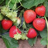 Erdbeere Belmona® 'Red'