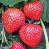 Erdbeere Belmona® 'Red'