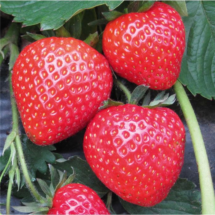 Erdbeere Belmona® 'Red'