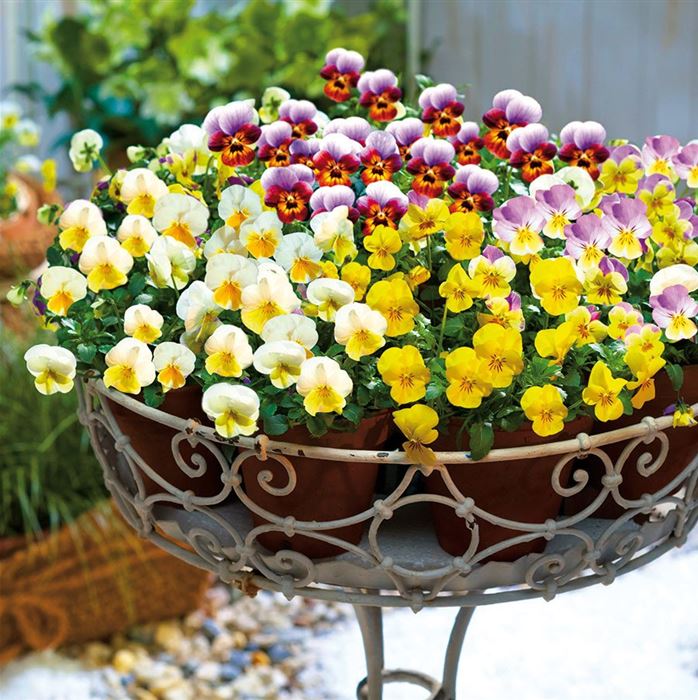 Mini-Winterveilchen 'Ice Babies® Liebhabersortiment'