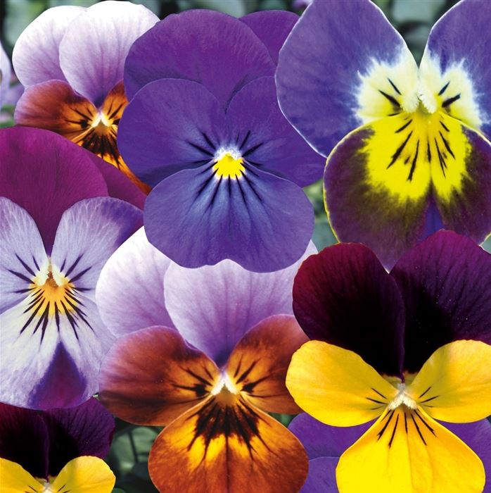 Mini-Winterveilchen 'Ice Babies® Sonderfarbensortiment'