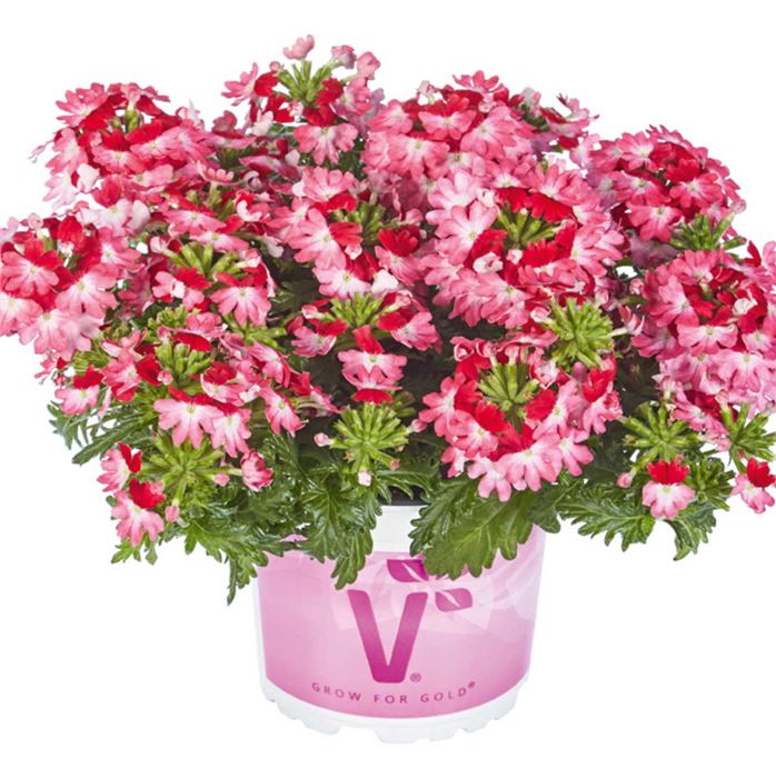 Verbene Vectura® 'Red Wing'