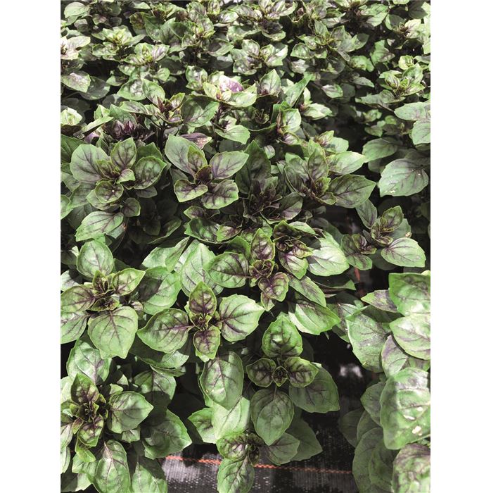 Basilikum Copa® 'Pinto'