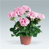 Geranie 'Grandeur® Classic Blush'