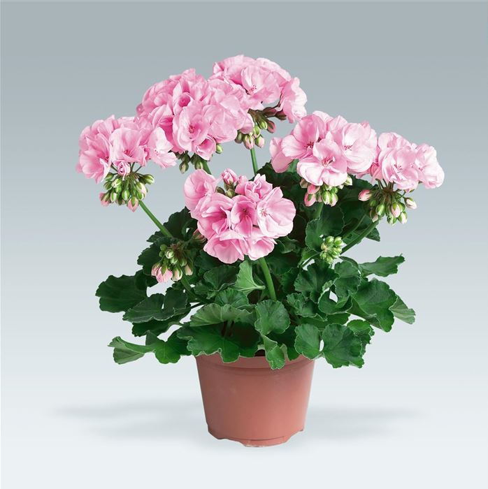 Geranie 'Grandeur® Classic Blush'