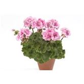 Geranie 'Grandeur® Classic Blush'