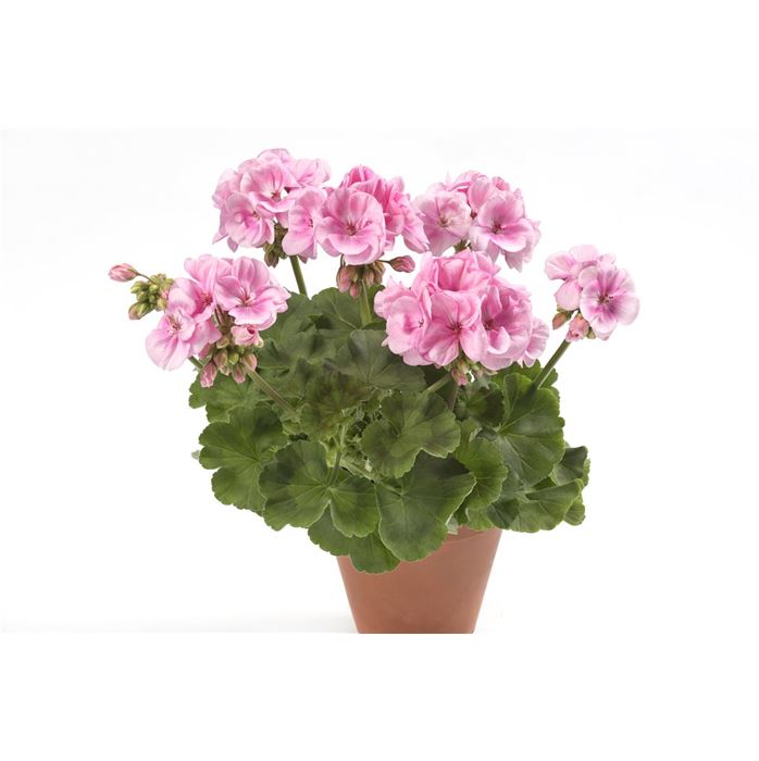 Geranie 'Grandeur® Classic Blush'