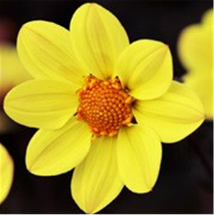 Dahlie 'Happy Days Yellow'