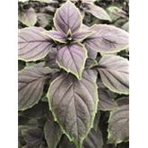 Basilikum Copa® 'Red-Green Shades'