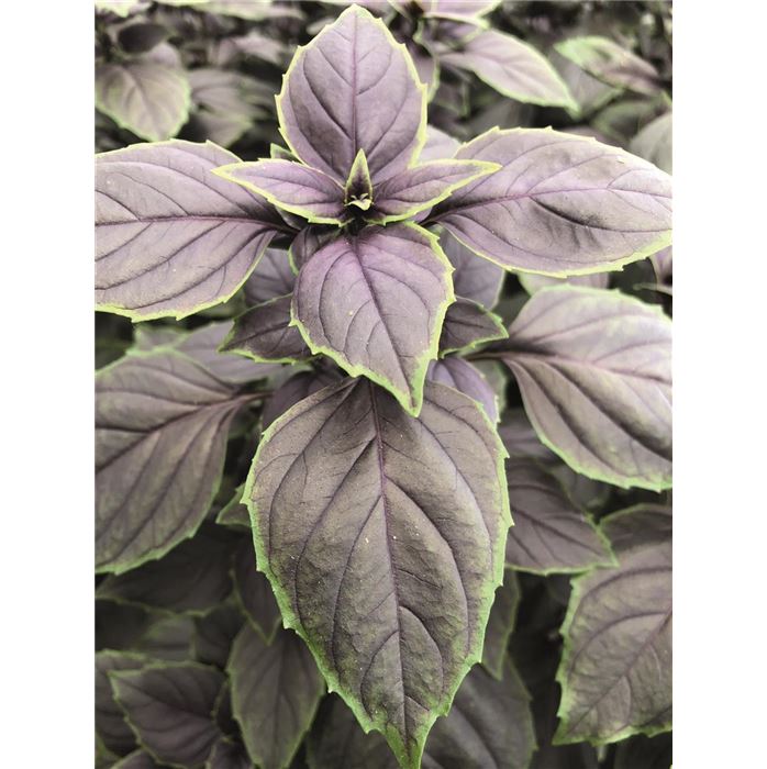 Basilikum Copa® 'Red-Green Shades'